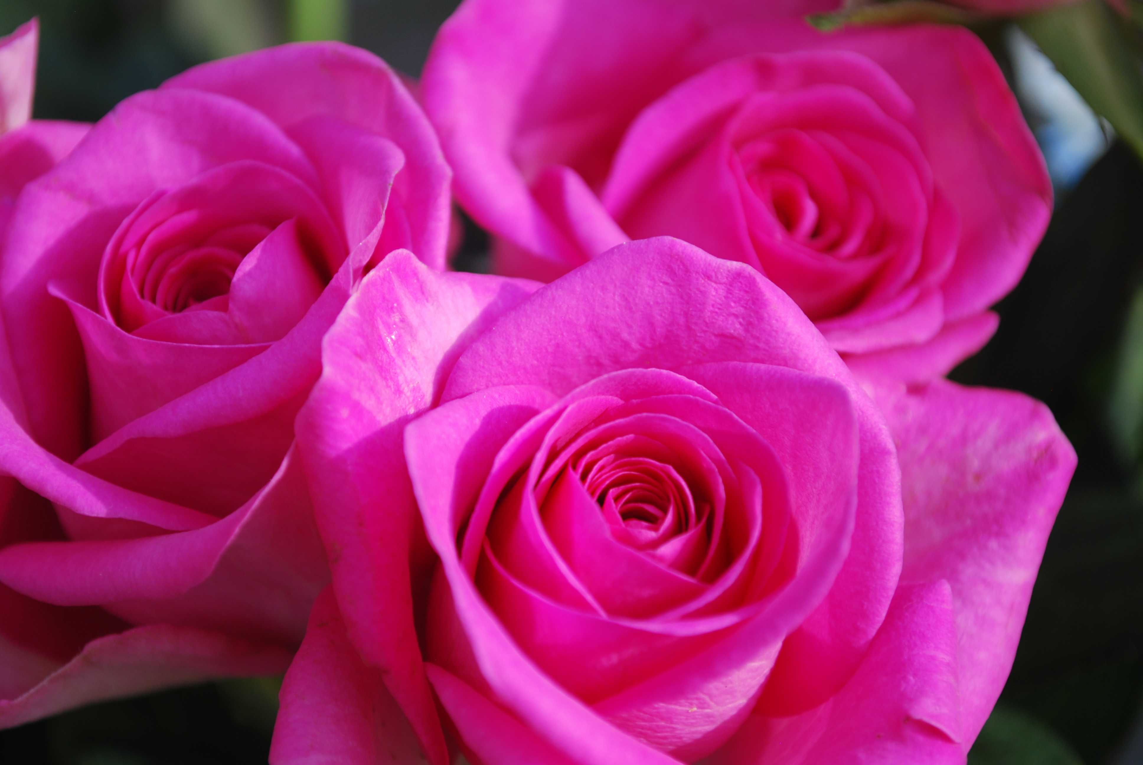 Фотки красивых роз. Розы Пинк Фловерс.